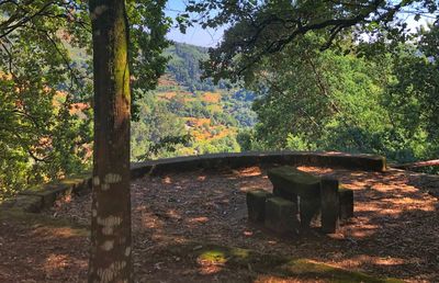 View of trees in forest