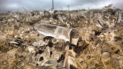 Close-up of plant against blurred background