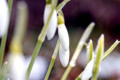 Close-up of white flower