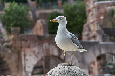 Seagull perching on rock