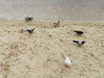 High angle view of pigeons on beach