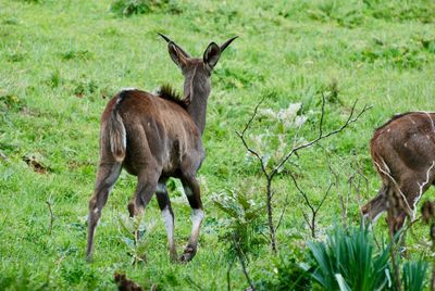 Deer standing in a field