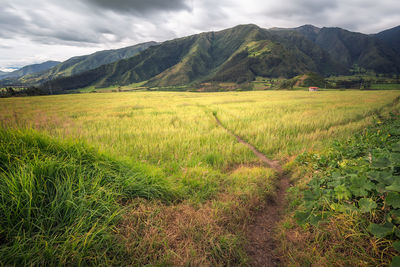 Scenic view of field against sky