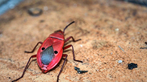 Close-up of butterfly