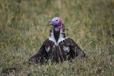 Portrait of a bird on field