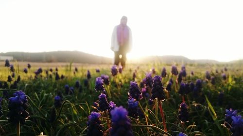 Flowers growing in field