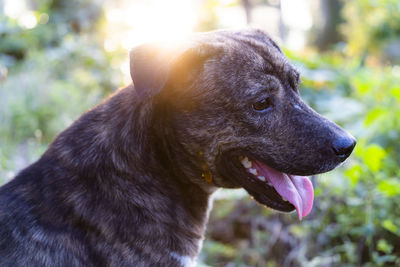 Close-up of dog looking away