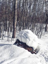 Snow covered land and trees on field