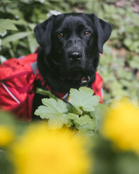 Close-up portrait of black dog