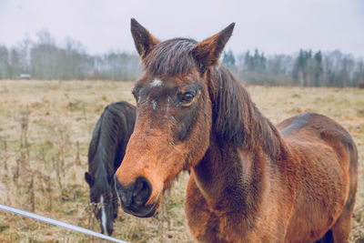 Close-up of a horse on field