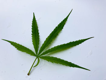 High angle view of plant against white background