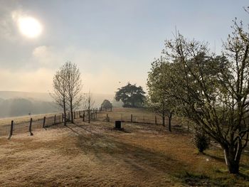 Trees on field against sky