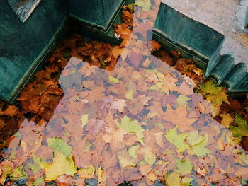 High angle view of autumn leaves