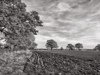 Low angle view of trees against sky