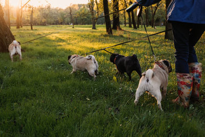 Dog walking. professional dog walker walking dogs in autumn sunset park. walking the pack array