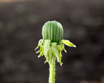 Close-up of flowering plant