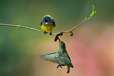 Close-up of bird perching on plant