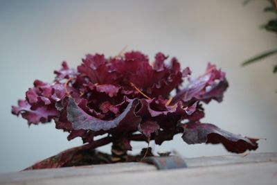 Close-up of wilted plant