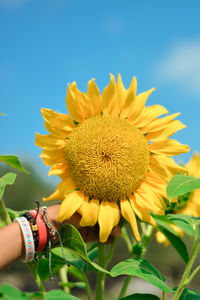 Close-up of hand holding yellow flower