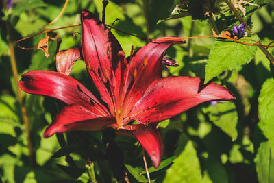 Close-up of red flowering plant