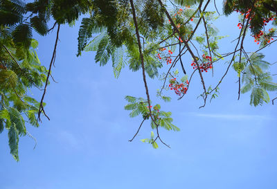 Low angle view of tree against sky