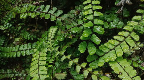 Plants that have unique leaves in the interior of the paroe mountains, aceh indonesia