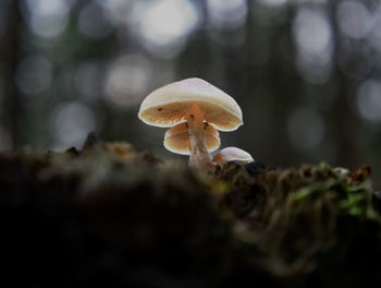 fungus