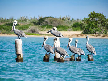 Pelicans perching on wooden post amidst river against beach