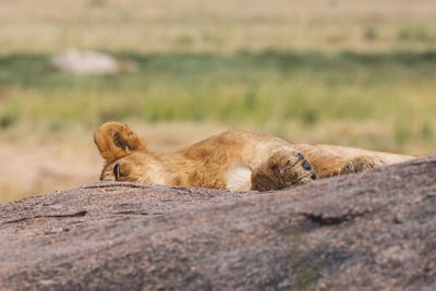 Lion cub sitting on rock