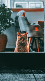 Close-up of cat