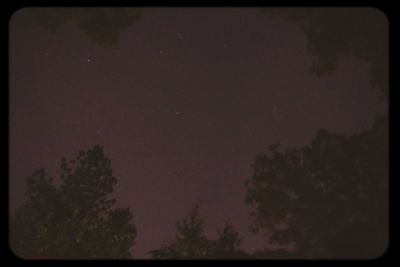 Low angle view of trees against sky