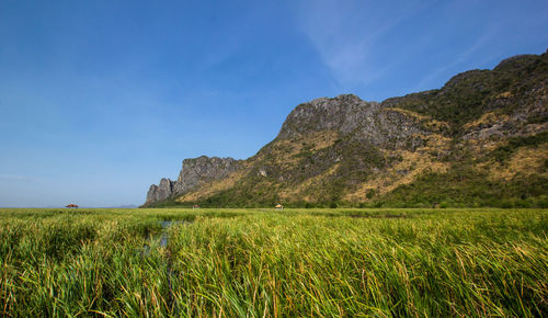 Scenic view of field against clear blue sky