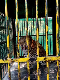 View of cat in cage