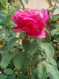 Close-up of pink rose