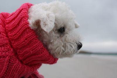 Bichon fries in a red jumper