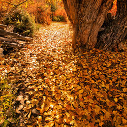 Fallen maple leaves in forest