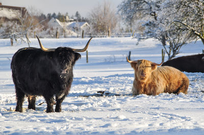 A black and a beige highland cattle on snow-covered paddock. the longhorns are shining in the white