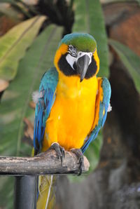 Close-up of macaw perching on wood