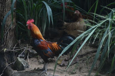 Chickens take shelter in the bushes