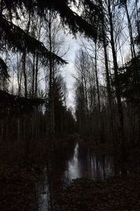 Scenic view of forest against sky