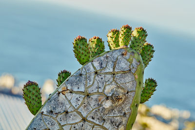 Low angle view of plant against sky