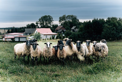 Flock of sheep in a green field with rural backdrop