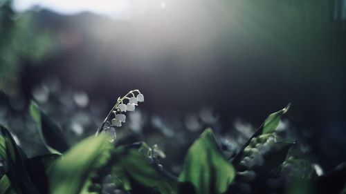 Close-up of plant on field during sunny day