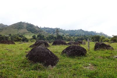 Scenic view of grassy field against sky