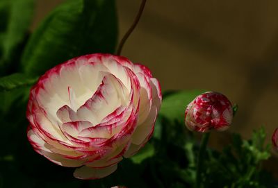 Close-up of pink flowers