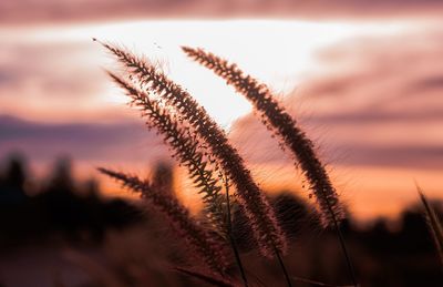 Close-up of stalks in field against sunset sky