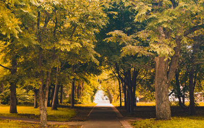 Road amidst trees during autumn