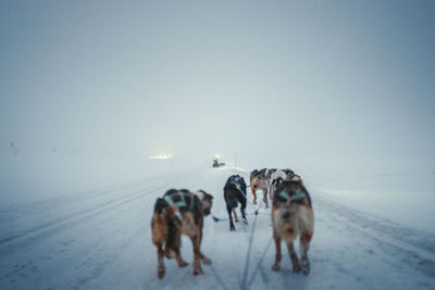 Dogs on snow covered landscape
