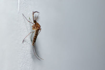 Close-up of spider on wall