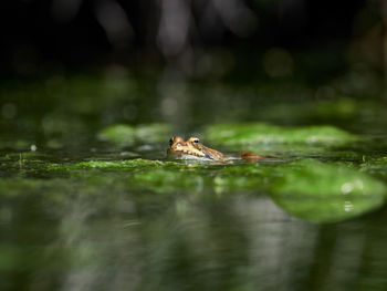 Close-up of frog in pond